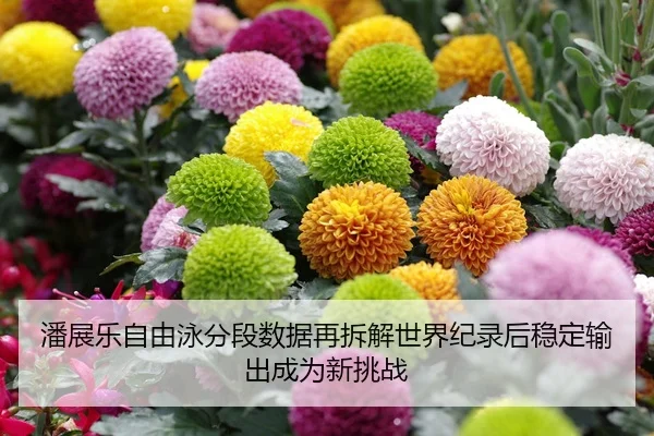 潘展乐自由泳分段数据再拆解世界纪录后稳定输出成为新挑战